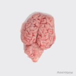 MUTTON BRAIN