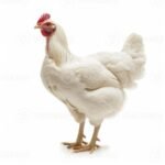 white-broiler-chicken-standing-on-white-background-photo